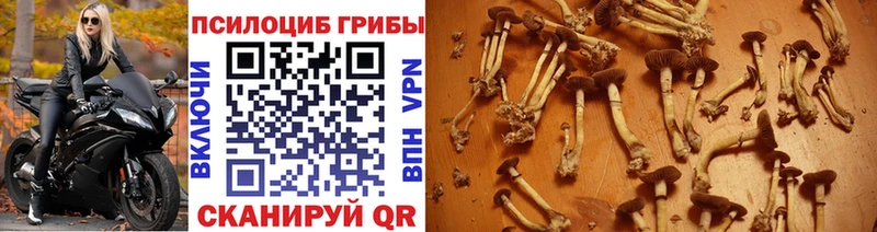Псилоцибиновые грибы MAGIC MUSHROOMS  наркошоп  площадка формула  Кимры 